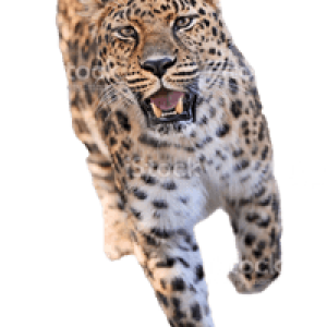 leopar3