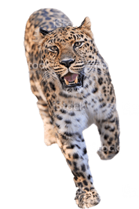 leopar3
